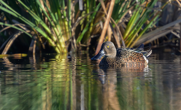 Australasian Shoveler