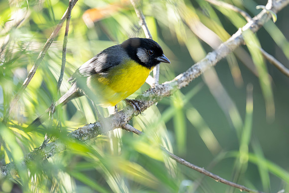 Santa Marta Brushfinch