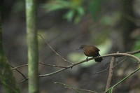 Gray-throated Leaftosser