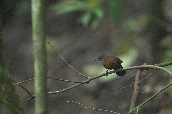 Gray-throated Leaftosser