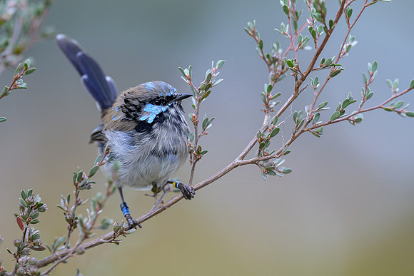 Suberb Fairywren
