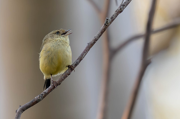 Buff-rumped Thornbill