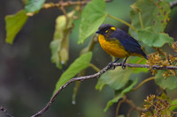 Lacrimose Mountain Tanager