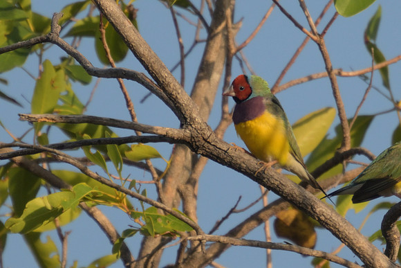 Gouldian Finch