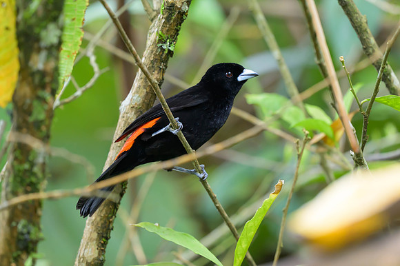 Flame-rumped Tanager