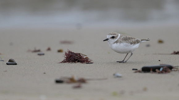 Snowy Plover