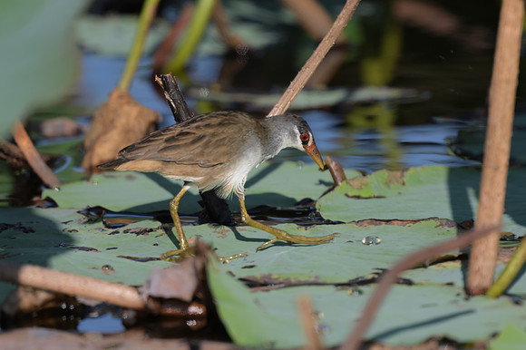 White-browed Crake