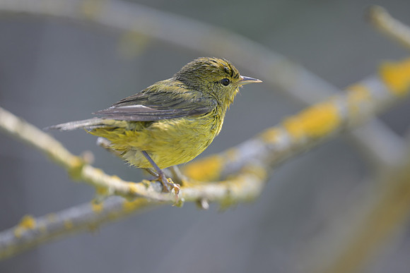 Orange-crowned Warbler