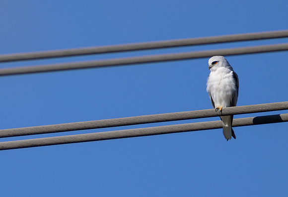 Black-shouldered Kite