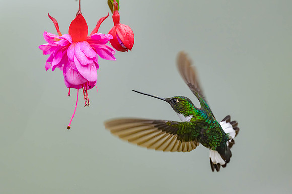 Collared Inca
