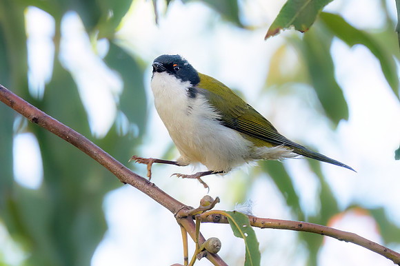 White-naped Honeyeater