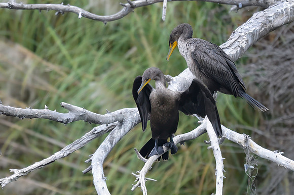 Double-crested Cormorant