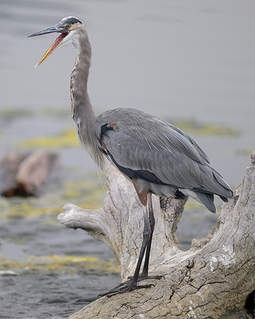Great Blue Heron