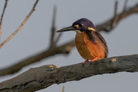 Azure Kingfisher