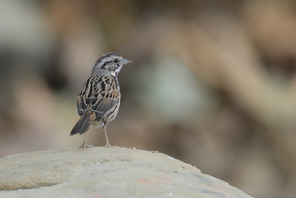 Song Sparrow