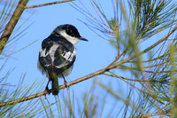 White-winged Triller