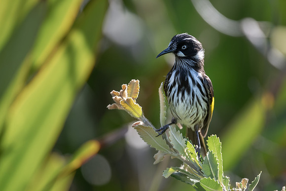 New Holland Honeyeater