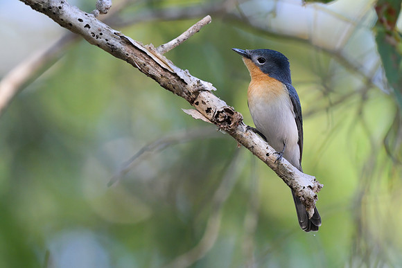 Broad-billed Flycatcher