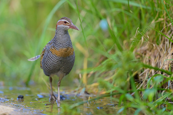 Buff-banded Rail
