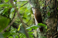Strong-billed Woodcreeper