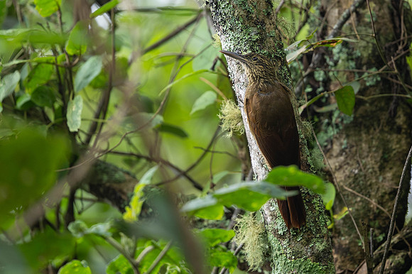 Strong-billed Woodcreeper