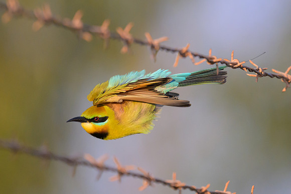 Rainbow Bee-eater