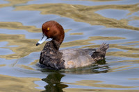 Redhead