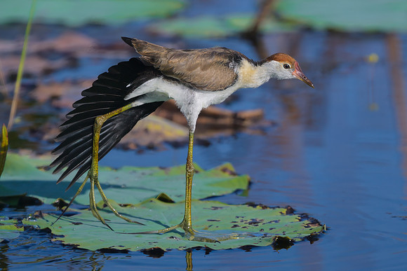 Comb-crested Jacana