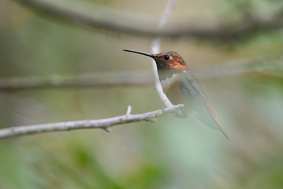 Allen's Hummingbird