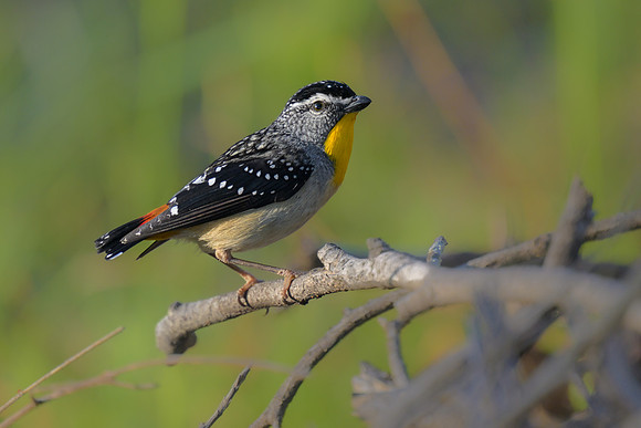 Spotted Pardalote
