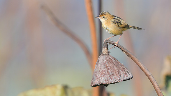 Golden-headed Cisticola