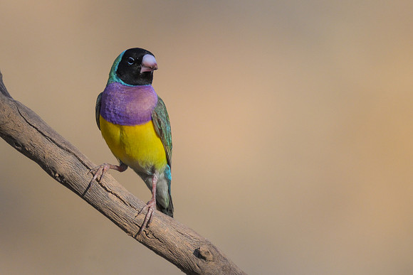 Gouldian Finch