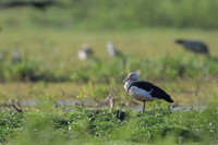 Radjah Shelduck