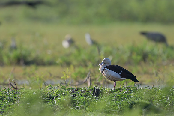 Radjah Shelduck