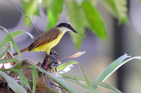 Great Kiskadee
