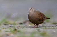 Ruddy Ground Dove