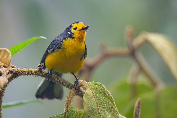 Golden-fronted Redstart