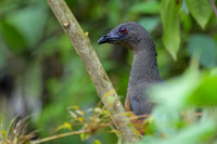 Sickle-winged Guan