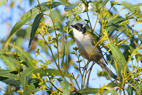 White-naped Honeyeater
