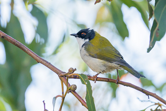 White-naped Honeyeater