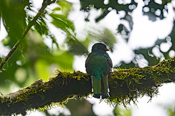 Masked Trogon