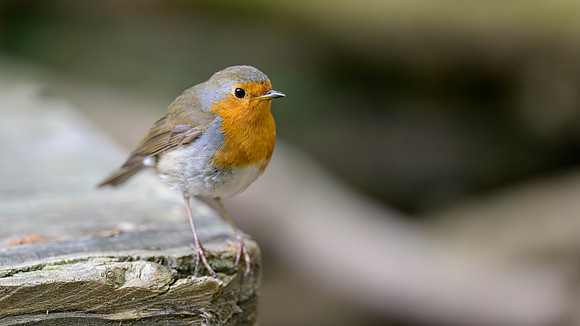 European Robin