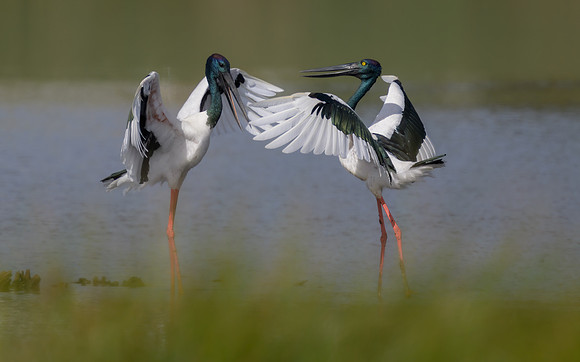 Black-necked Stork