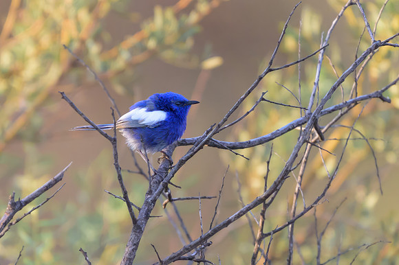 White-winged Fairywren