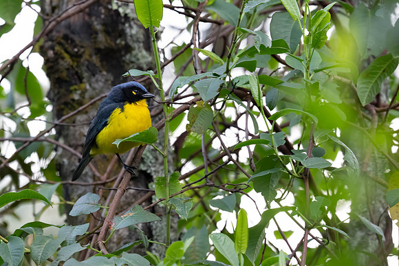 Black-cheeked Mountain Tanager