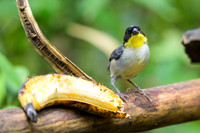 White-naped Brushfinch