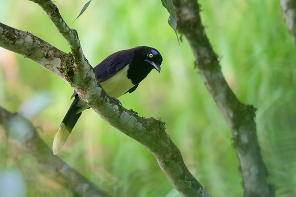 Black-crested Jay