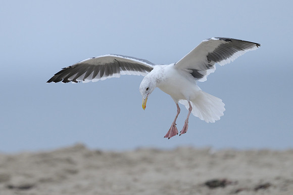 Western Gull