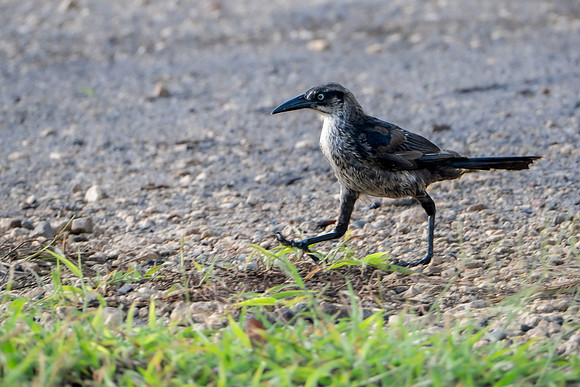 Great-tailed Grackle