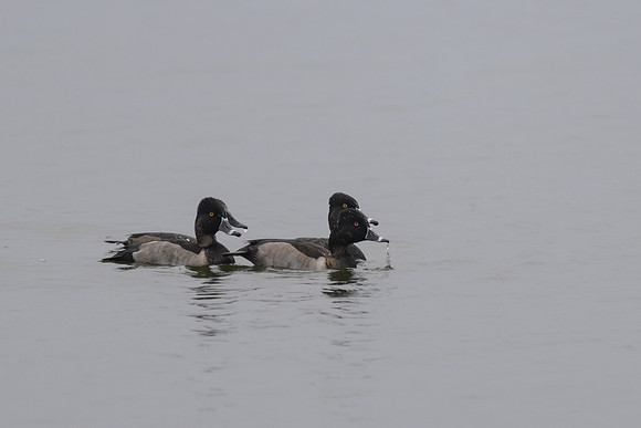 Ring-necked Duck